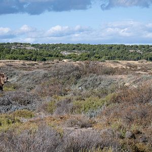 Photo L'Homme qui a vu l'ours qui a vu l'homme