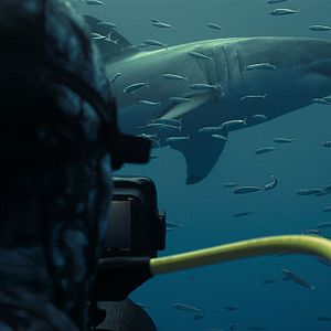 Photo En paix avec les requins