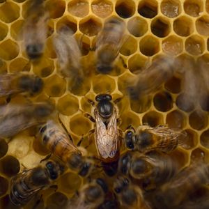 Photo Les Secrets des abeilles 