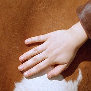 Photo Peau de vache