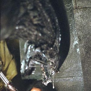 Photo Alien vs. Predator