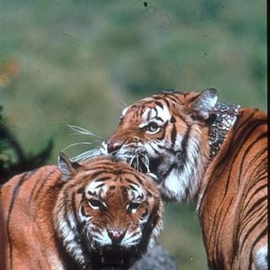 Photo Deux frères