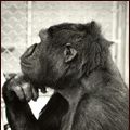 Photo Koko, le gorille qui parle