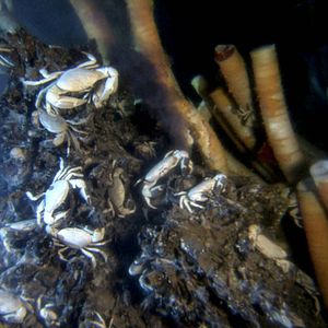 Photo Aliens of the Deep