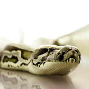 Photo Des serpents dans l'avion