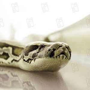 Photo Des serpents dans l'avion