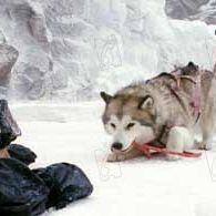 Photo Bruce Greenwood