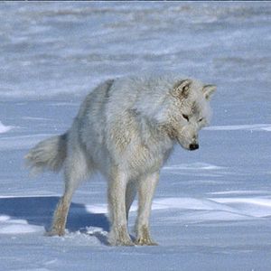 Photo Thierry Piantanida