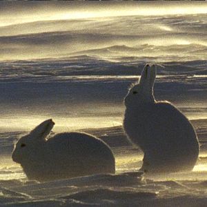 Photo Thierry Piantanida