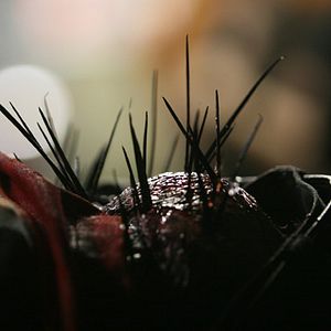 Photo Splinter