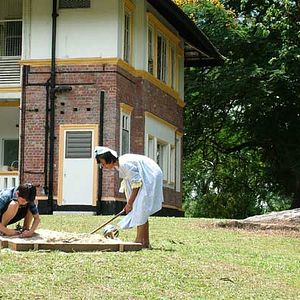 Photo Sepohon rambutan indah kepunyaanku di tanjung rambutan