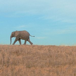 Photo Mario Andreacchio