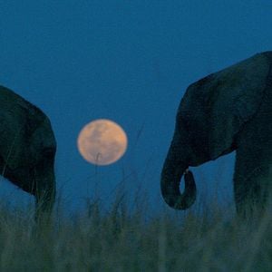 Photo Mario Andreacchio