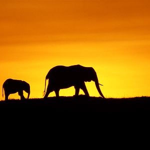 Photo Alastair Fothergill