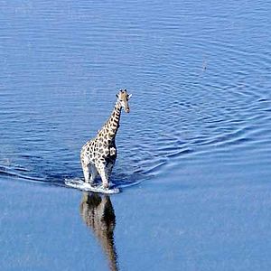 Photo Alastair Fothergill