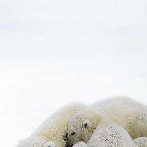 Photo Alastair Fothergill