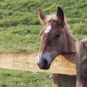 Photo Pom le poulain