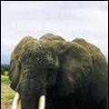 Photo 15 ans avec les éléphants