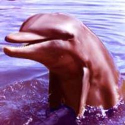 Photo Flipper le dauphin