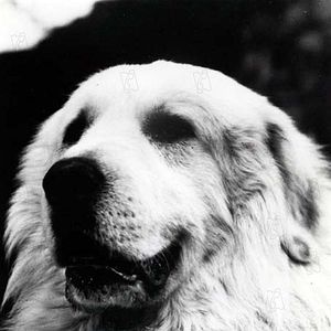 Photo Belle et Sébastien