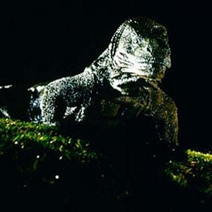 Photo Michael Lantieri