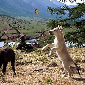 Photo Loup