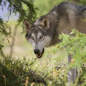 Photo Loup