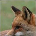Photo Sur les traces du renard