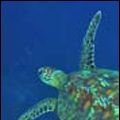 Photo Ocean Wonderland 3D