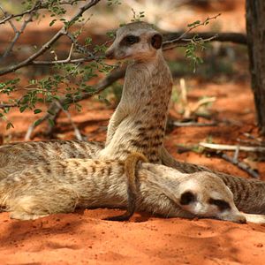 Photo La Famille Suricate