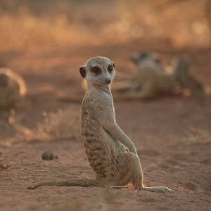Photo La Famille Suricate