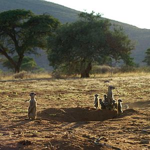 Photo La Famille Suricate