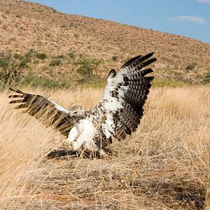 Photo La Famille Suricate