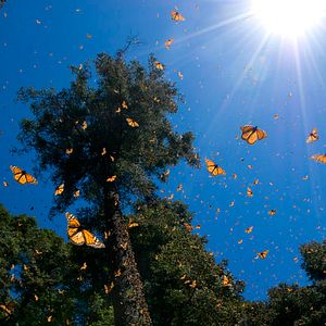 Photo Louie Schwartzberg