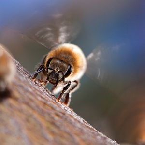 Photo Louie Schwartzberg