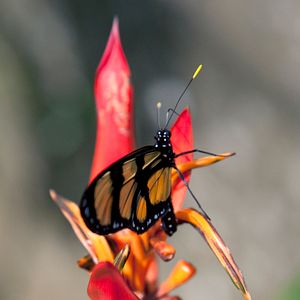 Photo Louie Schwartzberg