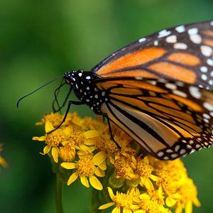 Photo Louie Schwartzberg