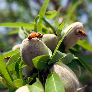 Photo Louie Schwartzberg