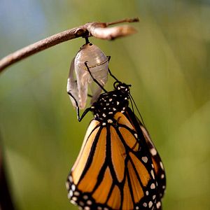 Photo Louie Schwartzberg