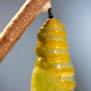 Photo Louie Schwartzberg