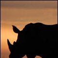 Photo Rhinocéros en péril