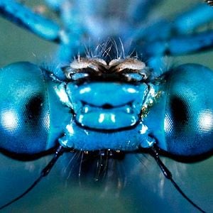 Photo Microcosmos: Le peuple de l'herbe