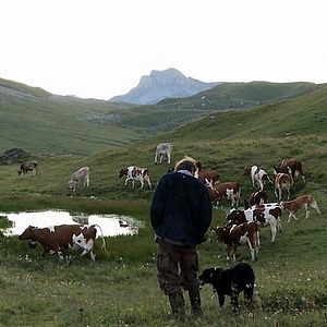 Photo Coeur animal