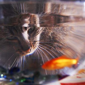 Photo Frédéric Goupil