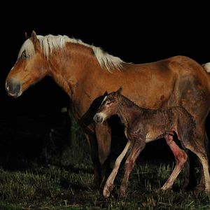 Photo Frédéric Goupil