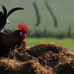 Photo Frédéric Goupil