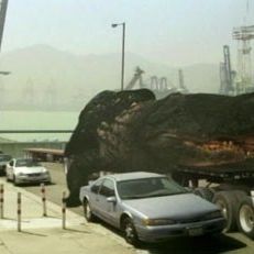 Photo Mega Shark vs Crocosaurus