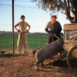 Photo Le cochon de Gaza