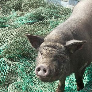 Photo Le cochon de Gaza