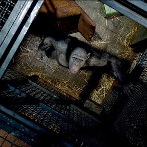 Photo La Planète des singes : les origines